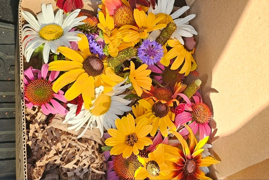 wildflowers in a box