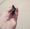 Release of a pipevine swallowtail