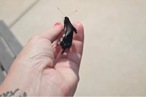 Release of a pipevine swallowtail