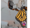 Finally, it's here, my monarch butterfly timelapse.