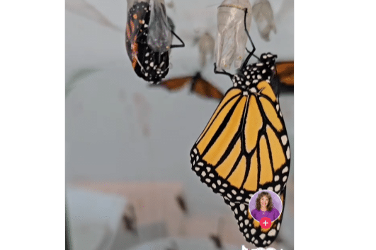 Finally, it's here, my monarch butterfly timelapse.