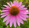 Justine Froelker - Monarch Meadows - wildflower garden