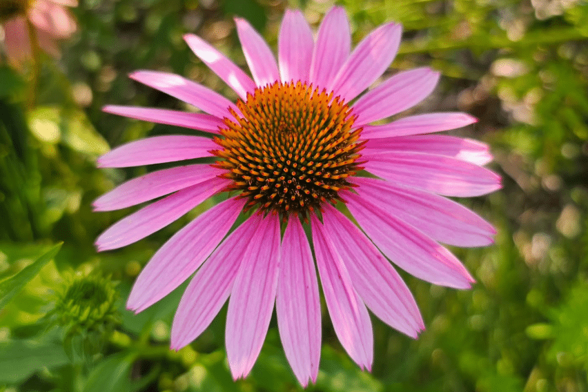 Justine Froelker - Monarch Meadows - wildflower garden