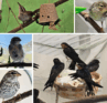 Parenthood shows up in many ways. Bird photos from Wild Bird Rehabilitation