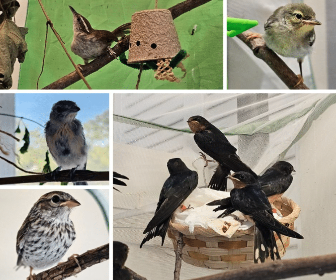 Parenthood shows up in many ways. Bird photos from Wild Bird Rehabilitation