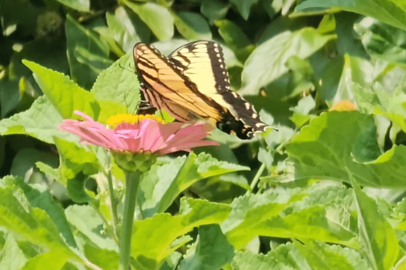Photo of a butterfly sitting on a flower in the sunshine