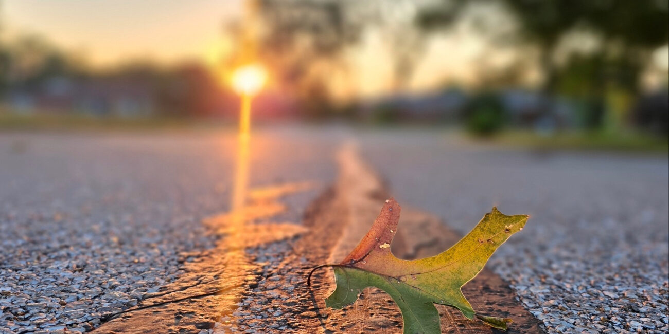 Image of fall leaf with sunlight on pavement