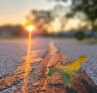 Image of fall leaf with sunlight on pavement