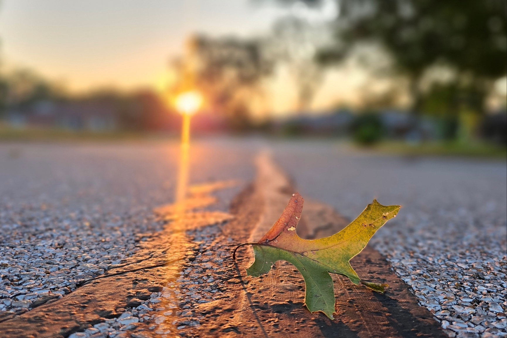 Image of fall leaf with sunlight on pavement